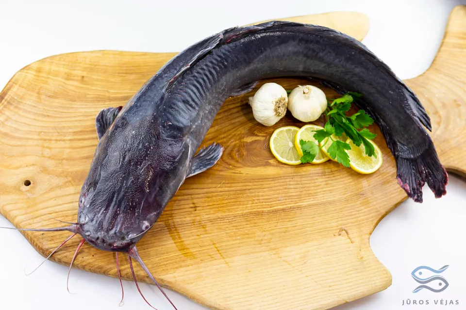 Afrikinis šamas (Clarias gariepinus) — Vietinė žuvis
