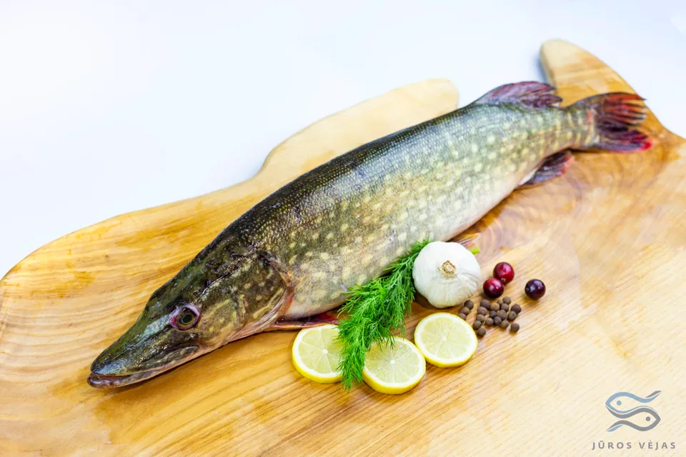 Europinė lydeka (Esox lucius) — Vietinė žuvis