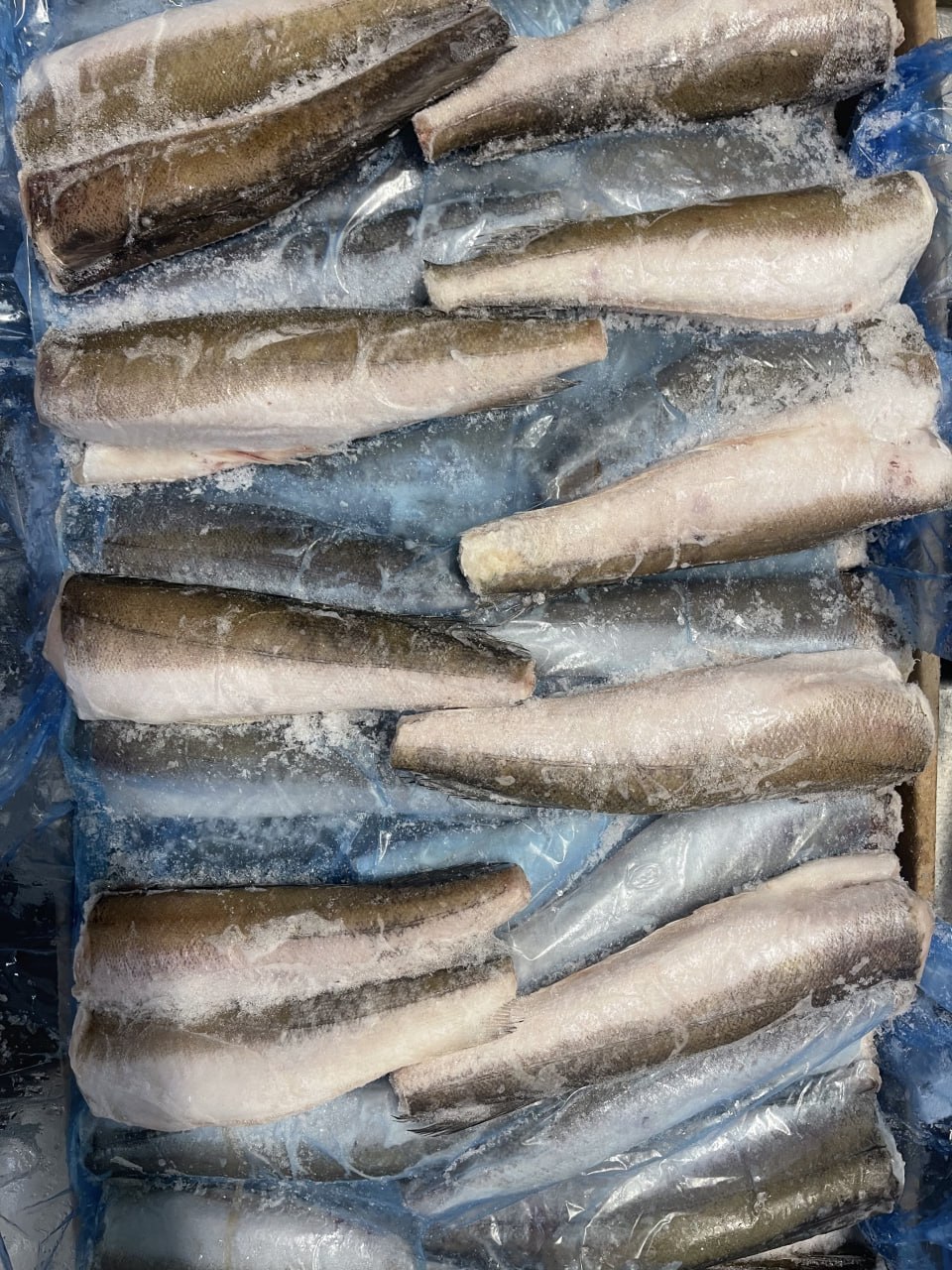 Hake
