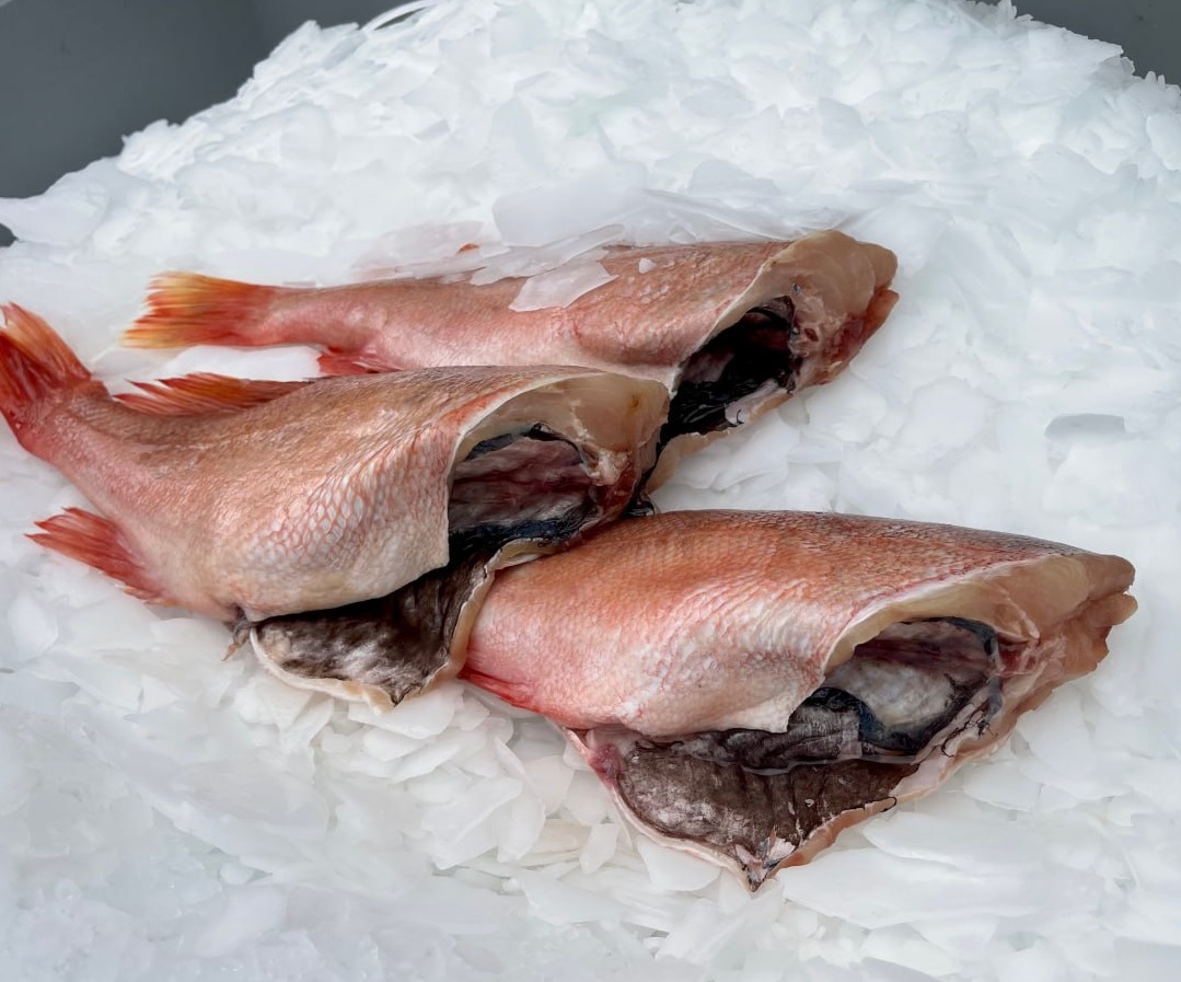 Ocean Perch