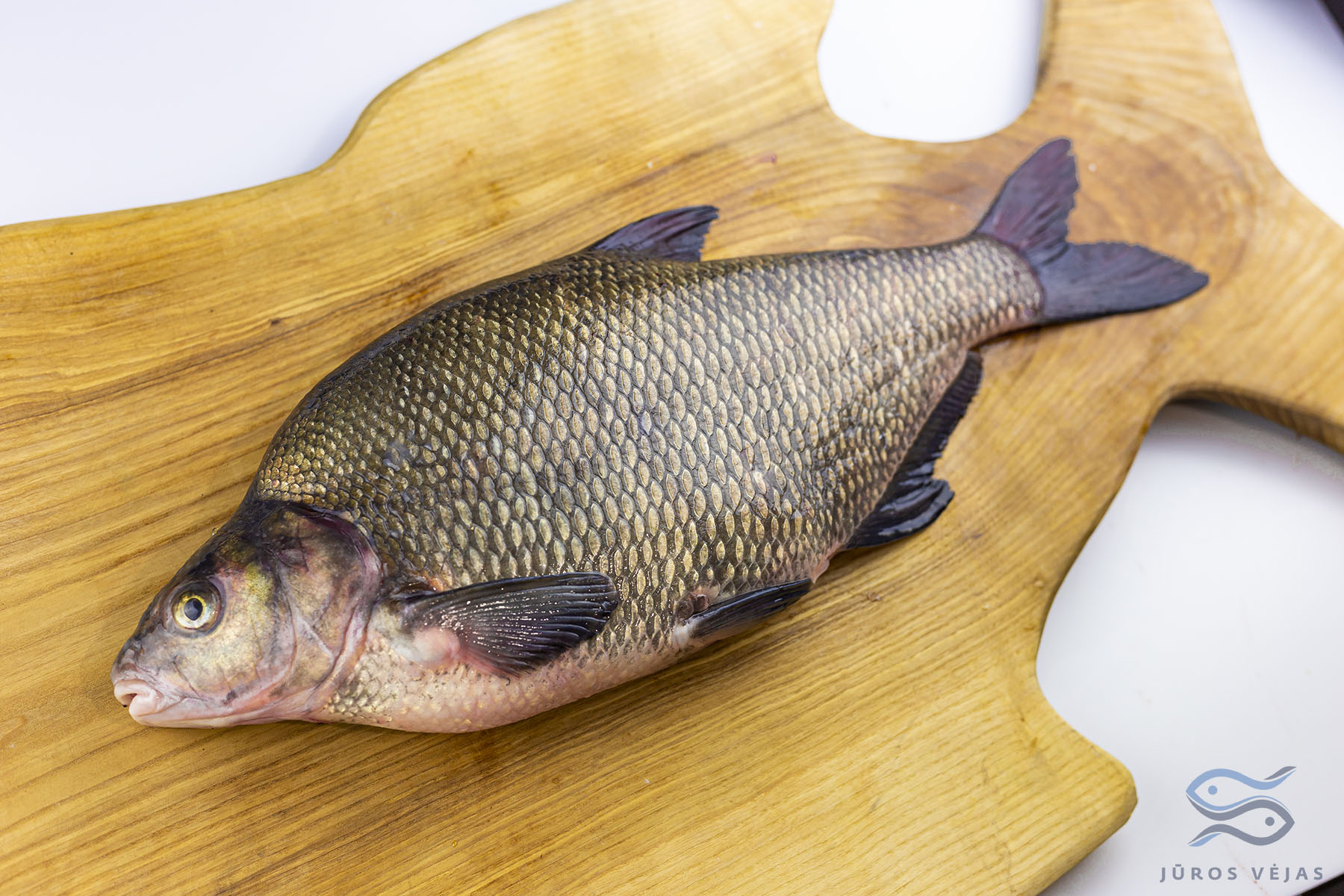 Common Bream