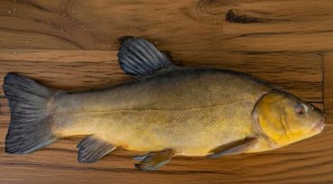 Lynas (Tinca tinca) — Vietinė žuvis