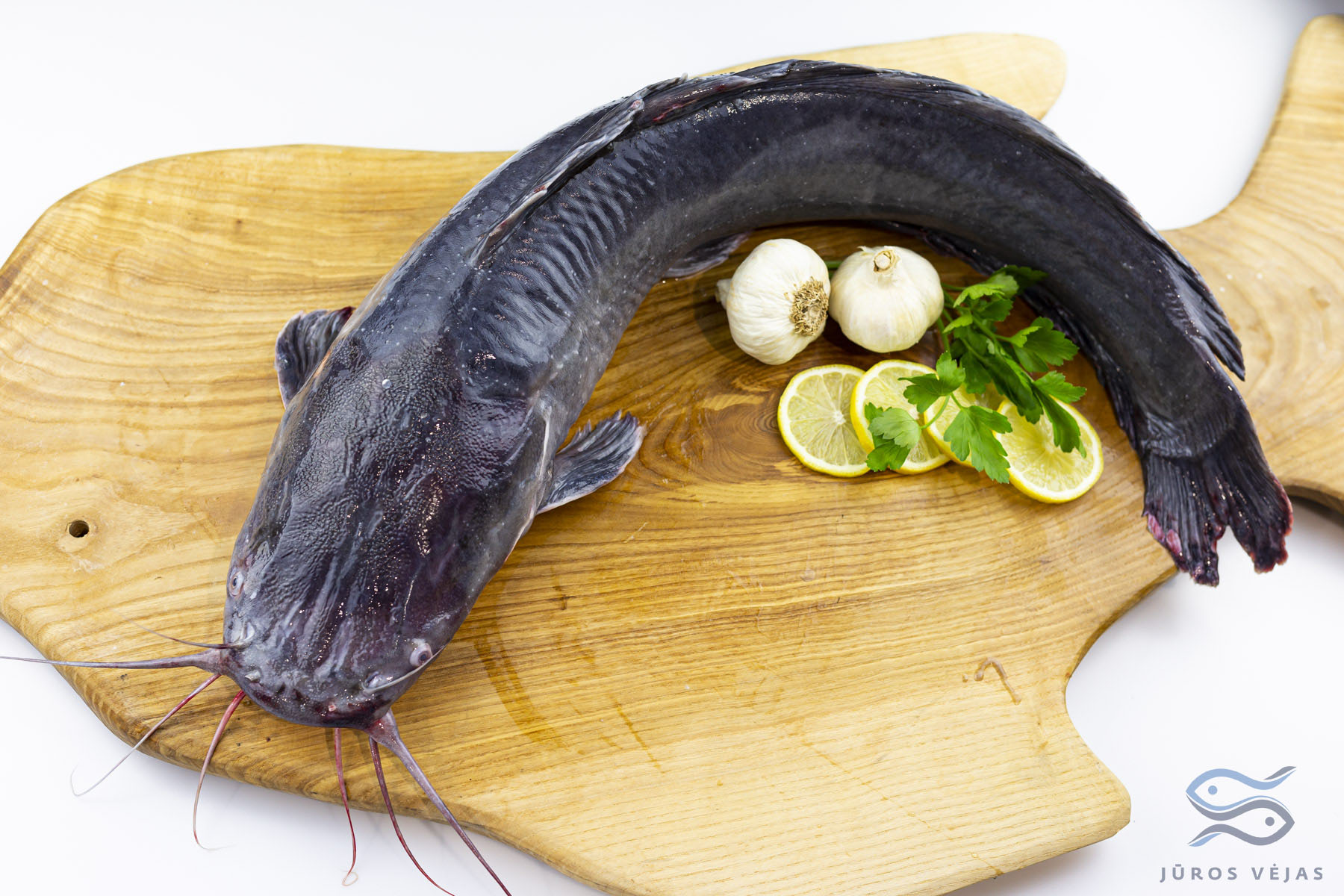 African Catfish