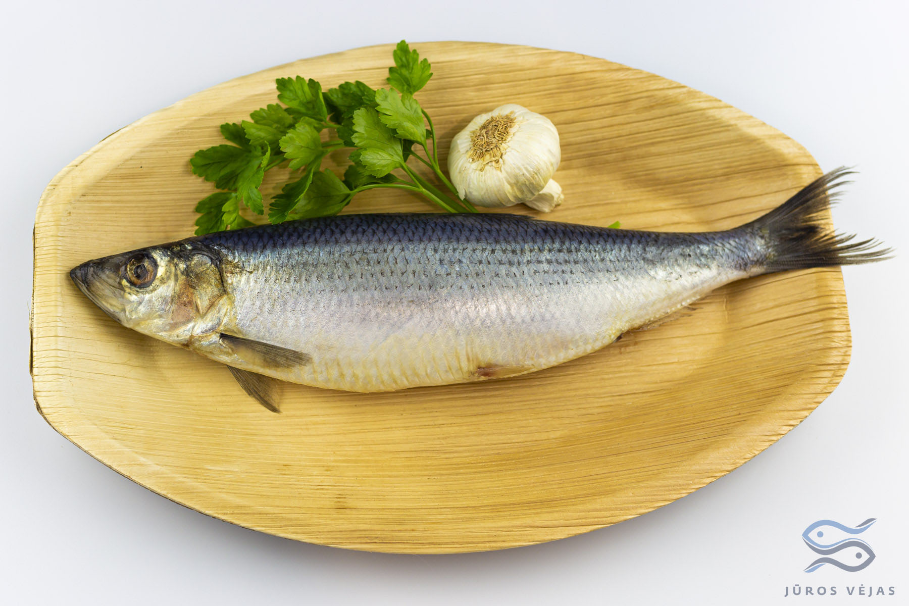 Atlantic Herring